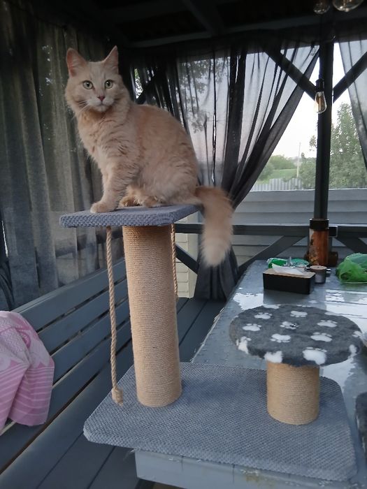 Для улюбленців. Когтечіски.