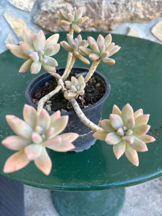 Suculentas Graptosedums  1€
