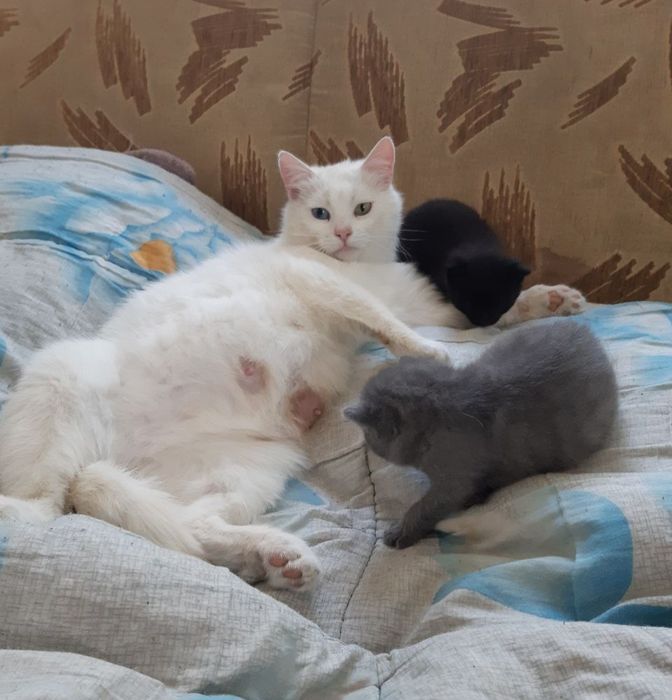 Домашнє кошеня - котик