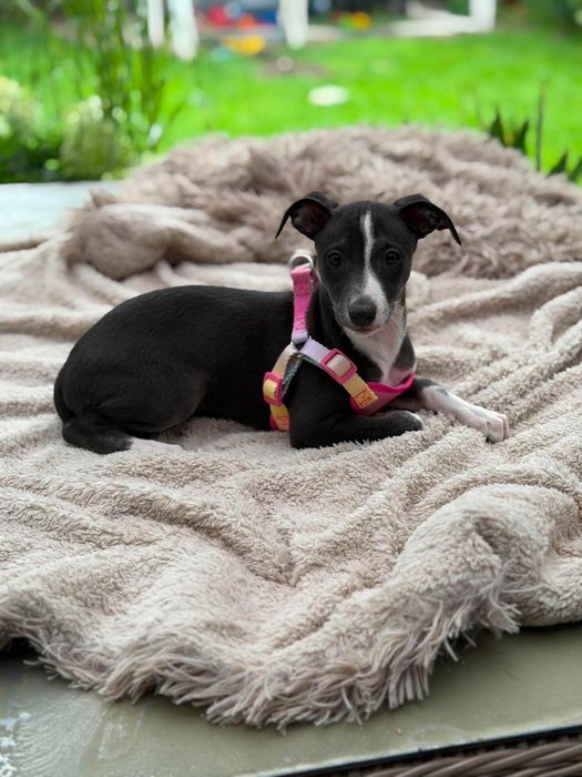 Whippet chart suczka