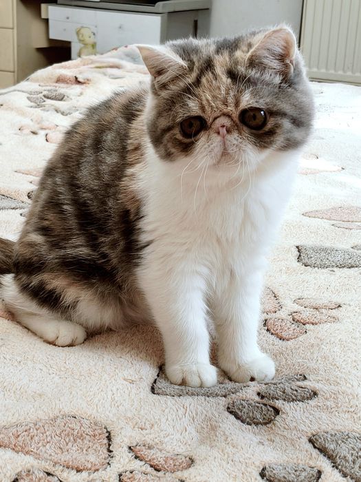 екзотична короткошерста