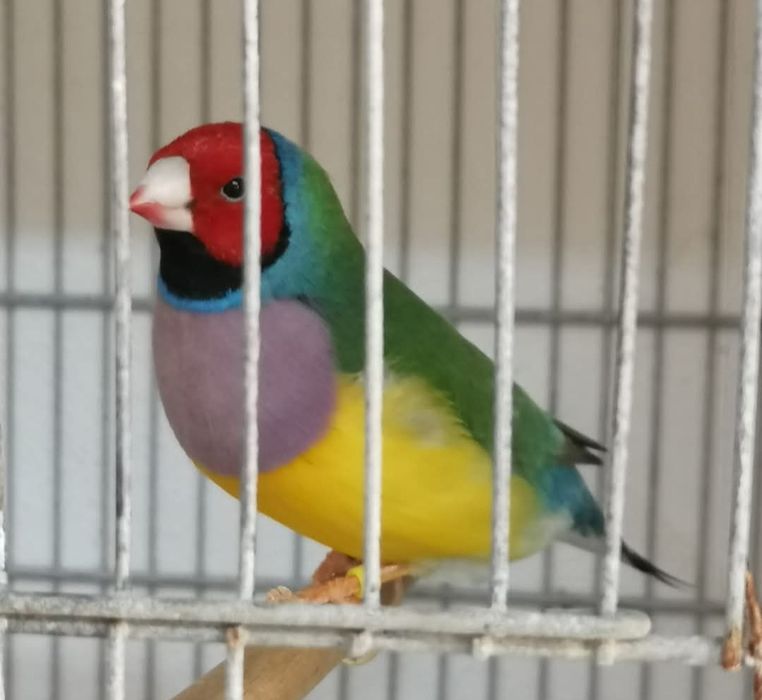 Tenho diamante goulds para ceder