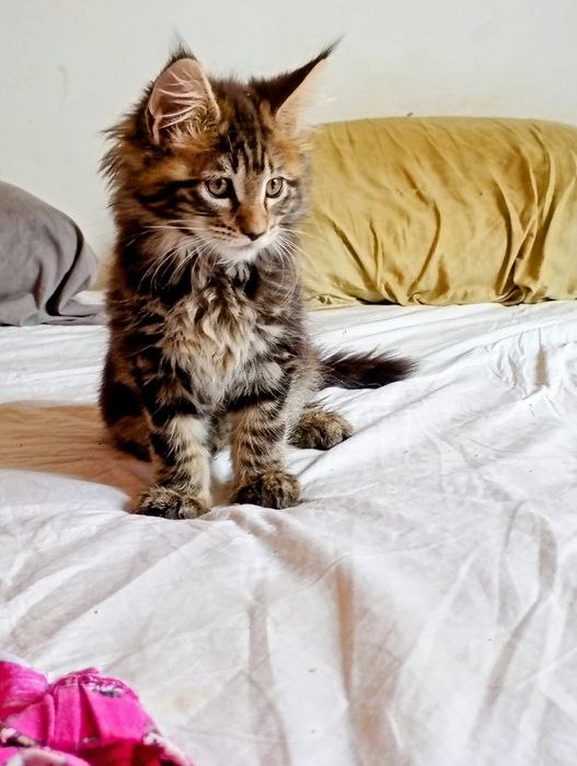 Última gatinha tobby  com lop de  reprodução