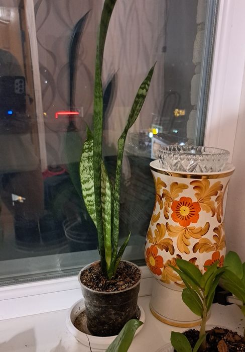 Продаєця заміакулькас сансіверія