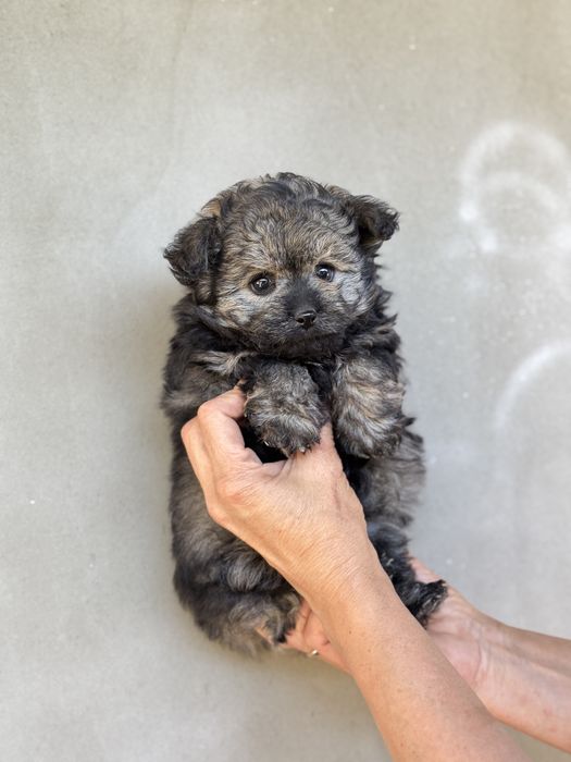 Міні дівчинка мальтіпу помапу