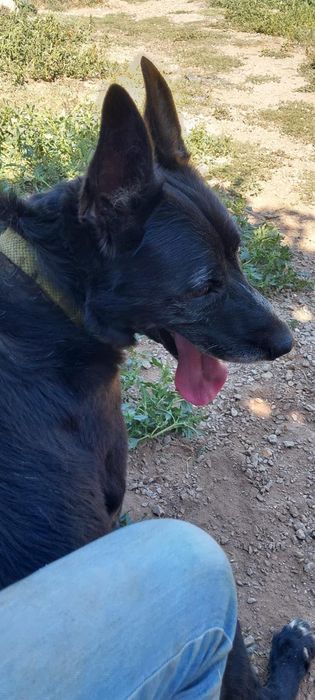 Cão porte médio para adoção