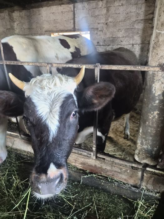 продам теличьку..на корівку.