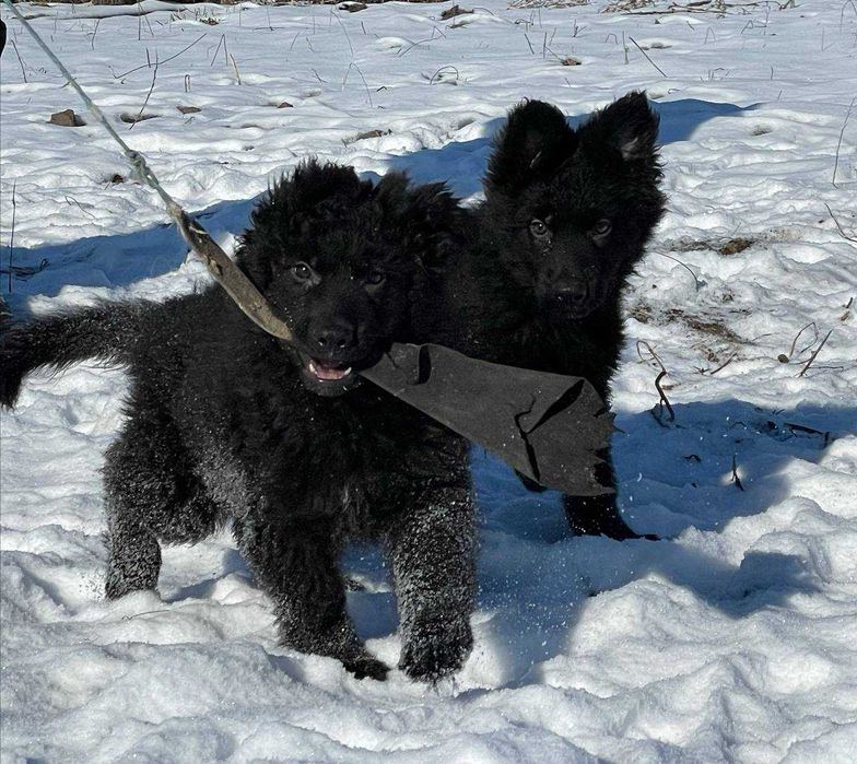 Німецька вівчарка