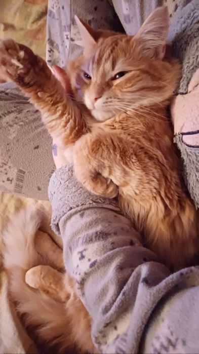 Нужна помощь для животных