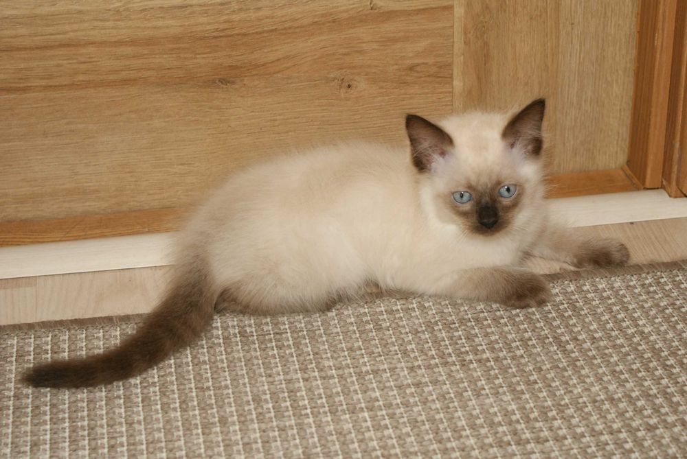 Kocięta Ragdoll.