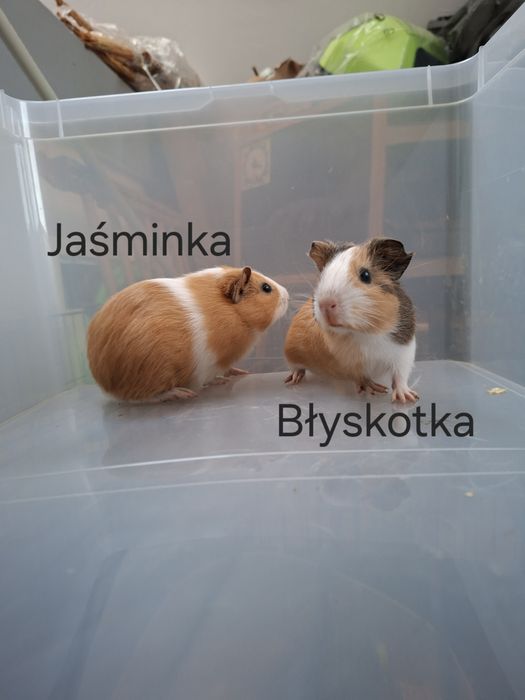 Sprzedam świnkę morską