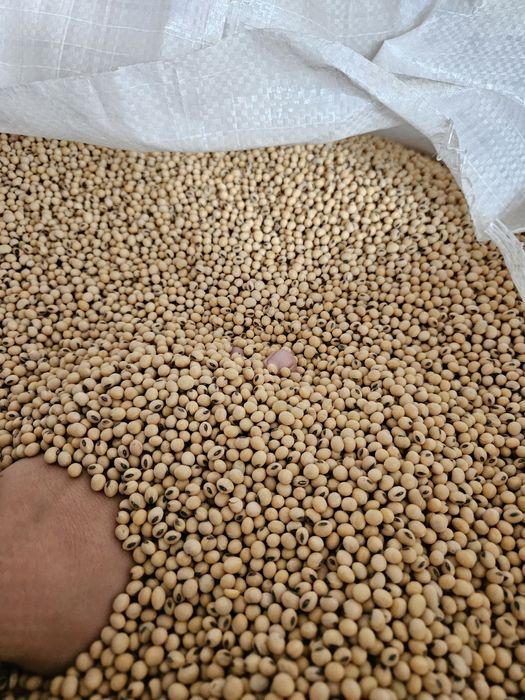 Продам Посівний  Матеріал Сої ГМО  (під раундап) І Інших Культур