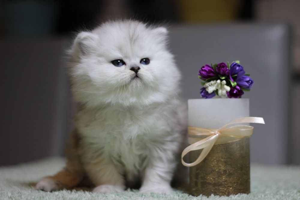 Найкрасивіша шотландка хайленд