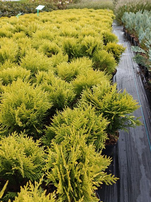 Tuja thuja Mirjam złota kulka