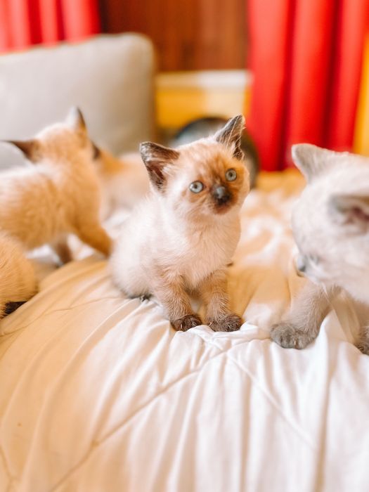 Gatinhos siamês bebes