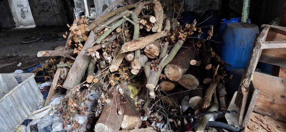 klon ZGIERZ Łódź drewno na opał