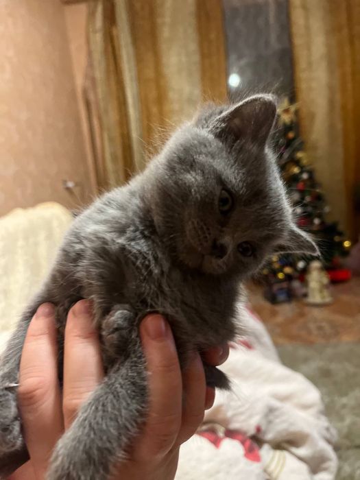 Шотландські кошенята