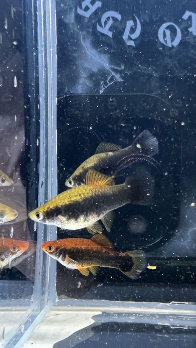 Mieczyki hallera, mieczyk tuxedo