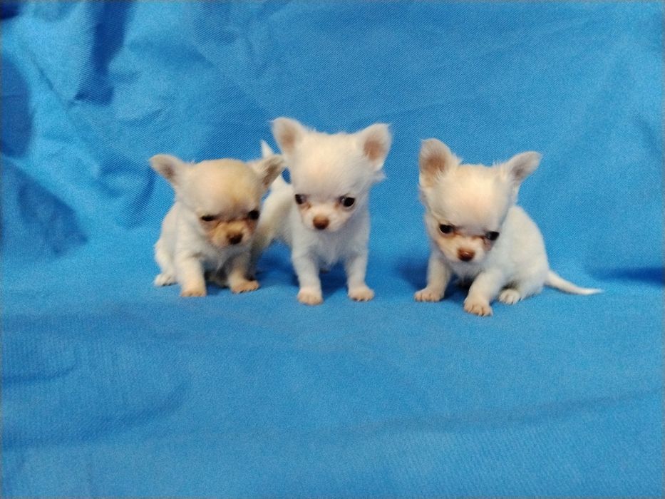 Śliczna  bardzo malunia.  chihuahua. Piesek