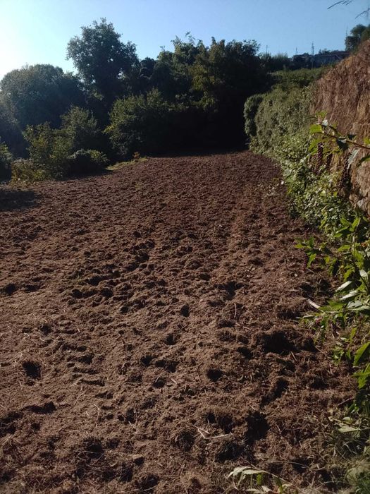 Terreno agricula