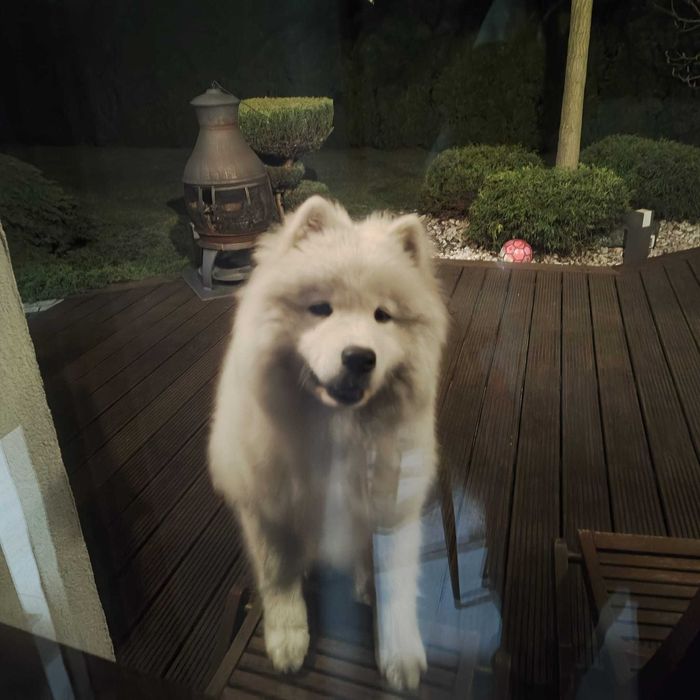 Pies rasy Samoyed