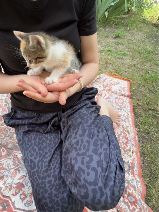 Віддам кошенят даром