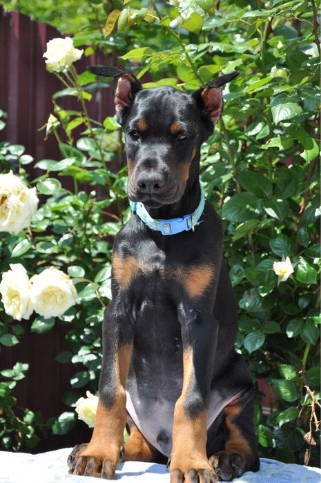 Doberman FCI КСУ