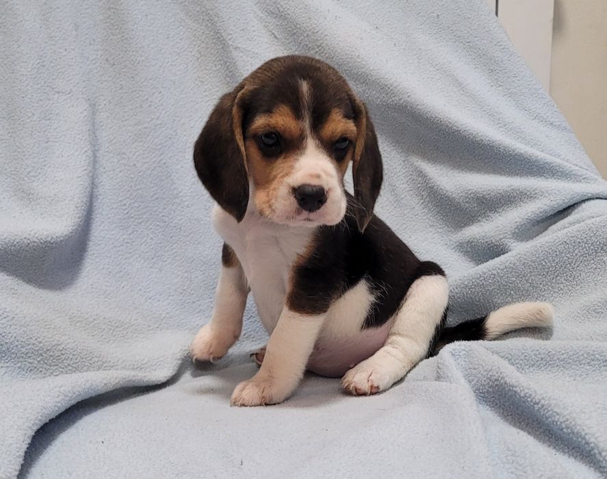 Beagle macho bebé