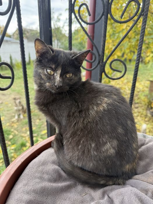 Кошенята шукають дім!