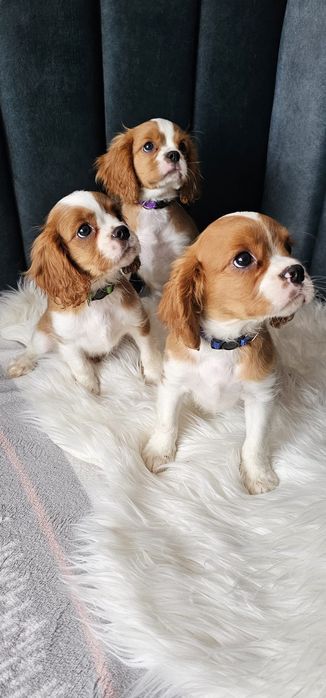 Cavalier King Charles spaniel