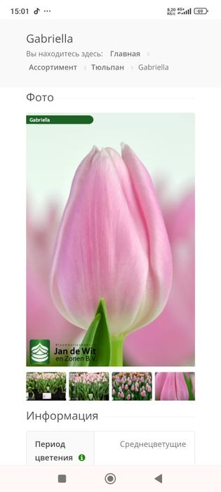 Продам тюльпани.