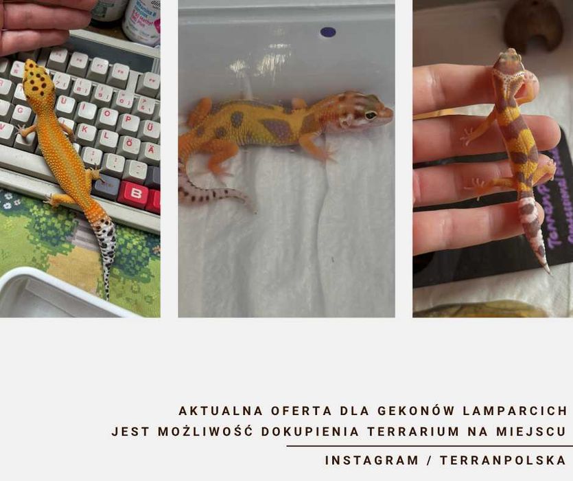 Gekon Lamparci - Jaszczurka dla początkujących agama zbożówka