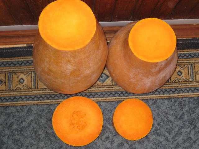 Насіння гарбуза сорту Баттернат, мускатний гарбуз.