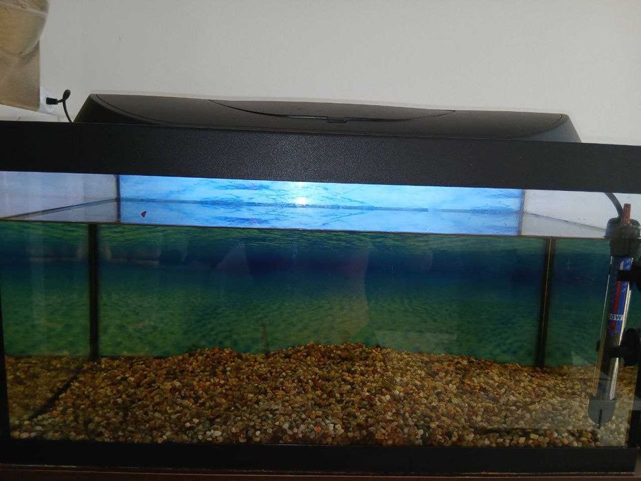 Zestaw Akwarium 54L + Rybki