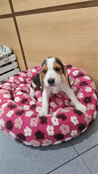Beagle fêmea tricolor