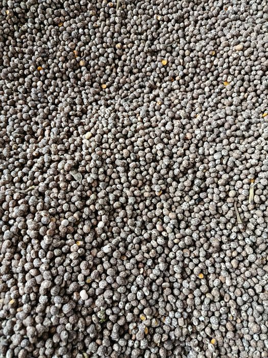 Łubin gorzki ekologiczny