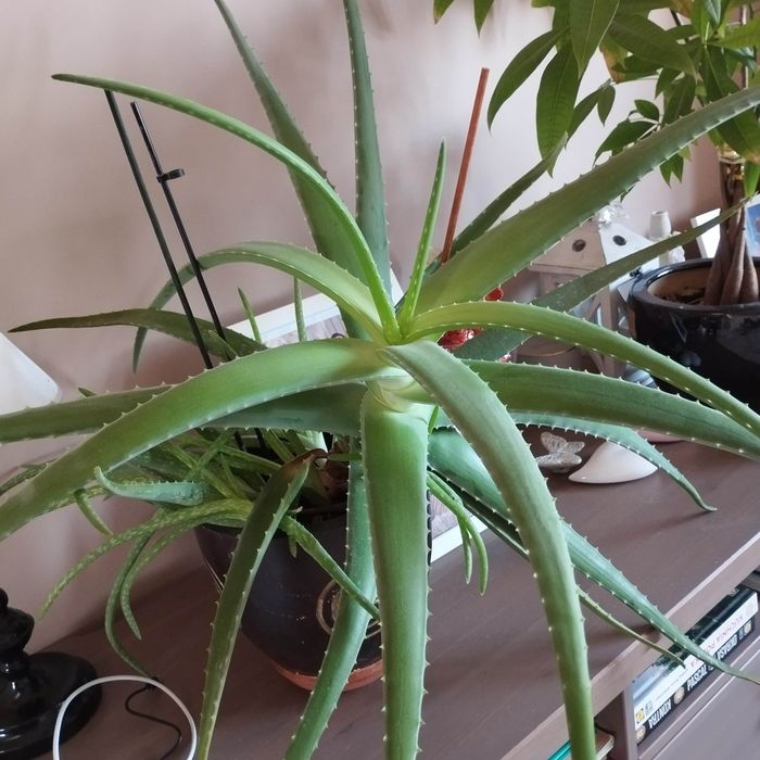 Mały aloes szybko rośnie