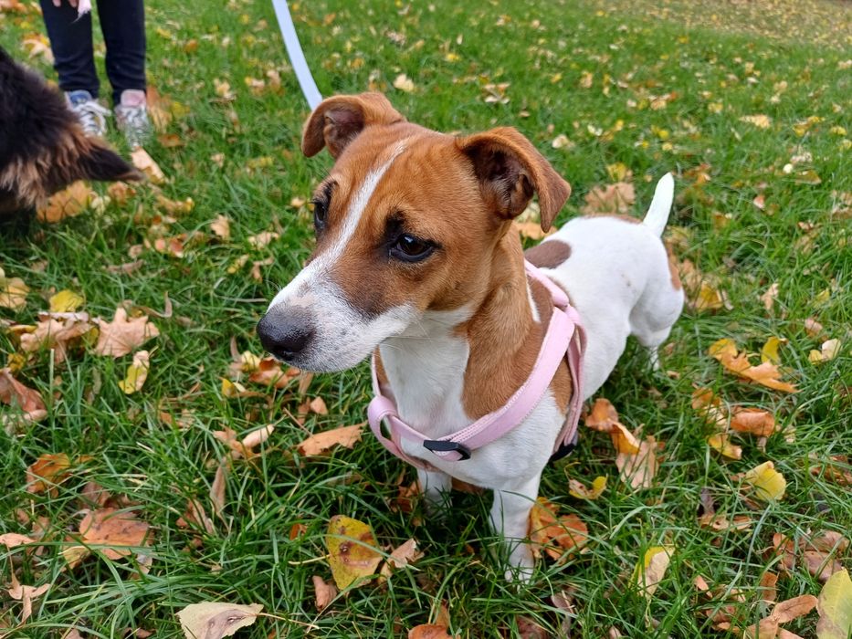 Jack russell terrier