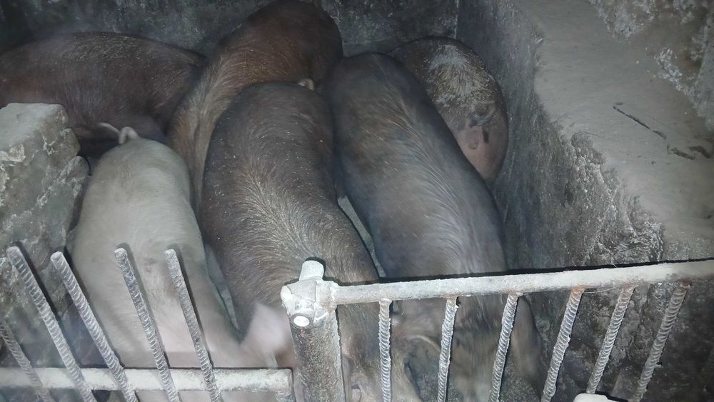 Продам Поросних свинок