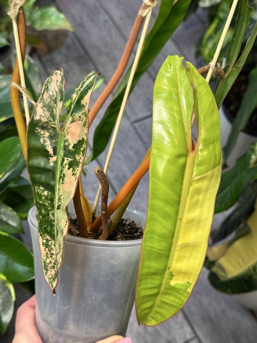 Филодендрон billietiae variegated.
