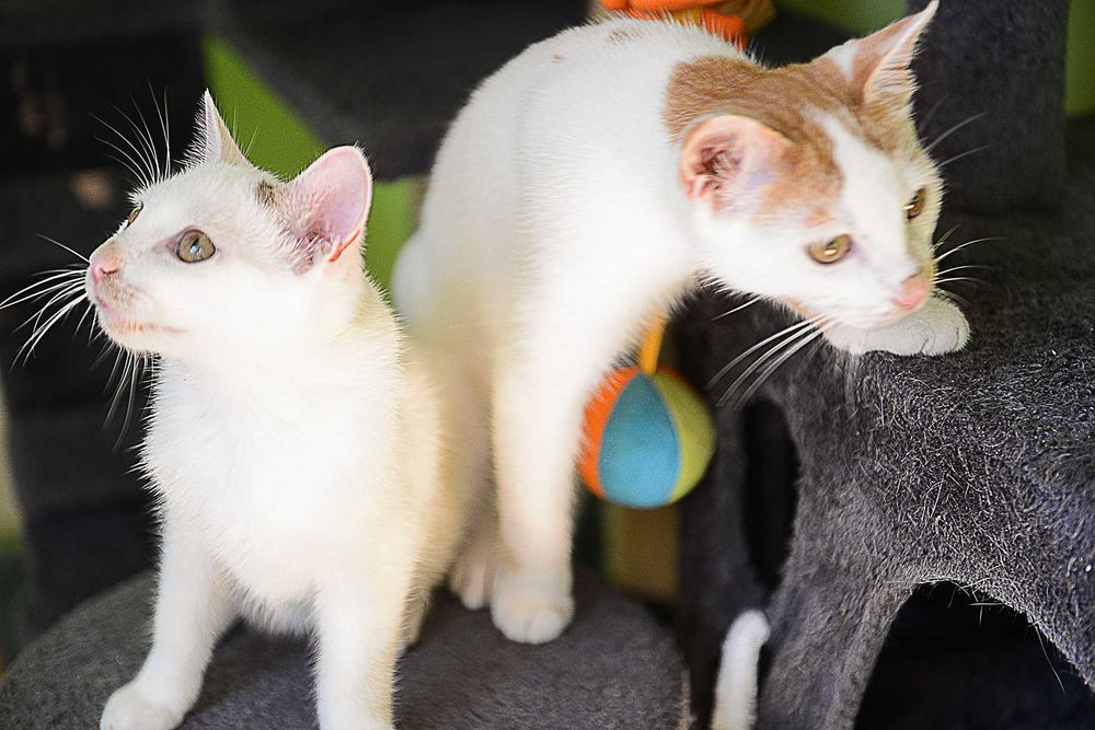 2 braciszki TIMON i PUMBA do adopcji