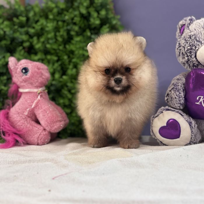 ляльковий Ведмедик шоу классу