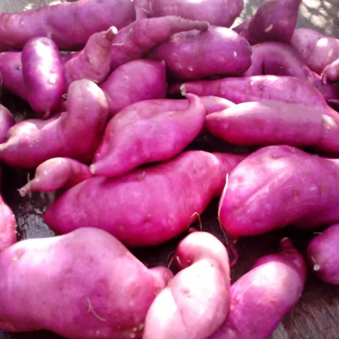 Батат вінницький рожевий клубні батату для їжі