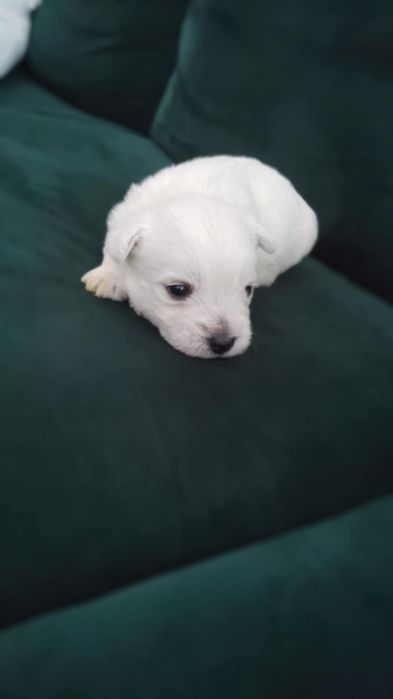 Śliczny szczeniak  West Highland White Terrier