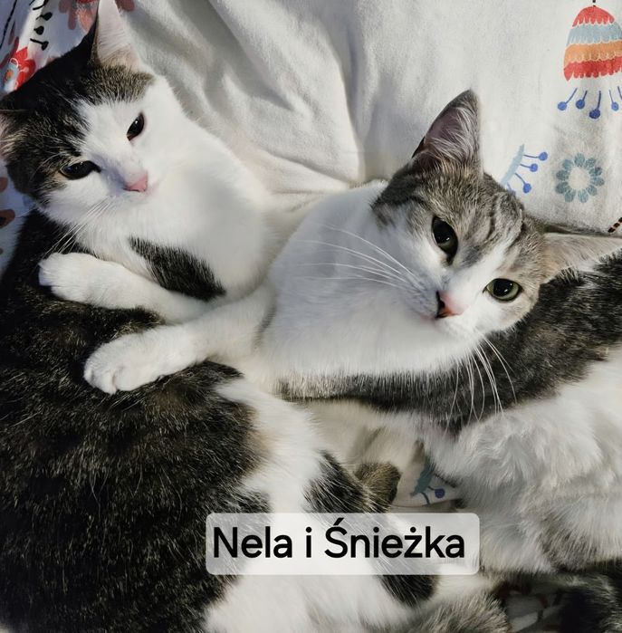 Dorosłe, wysterylizowane ,domowe kotki do adopcji.
