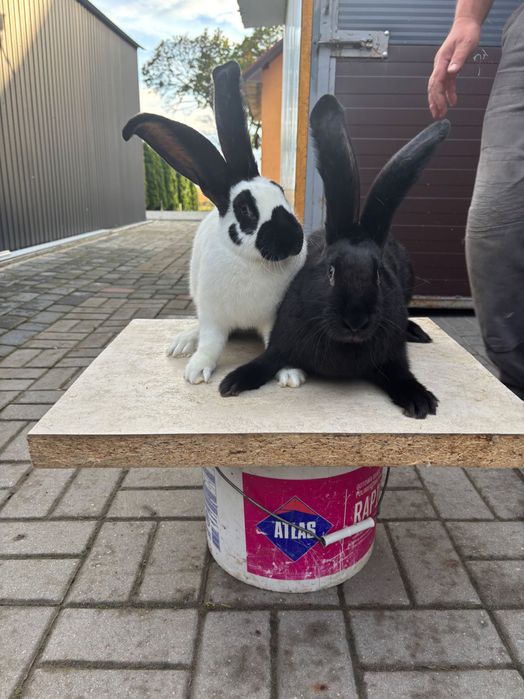 Sprzedam króliki srokacze