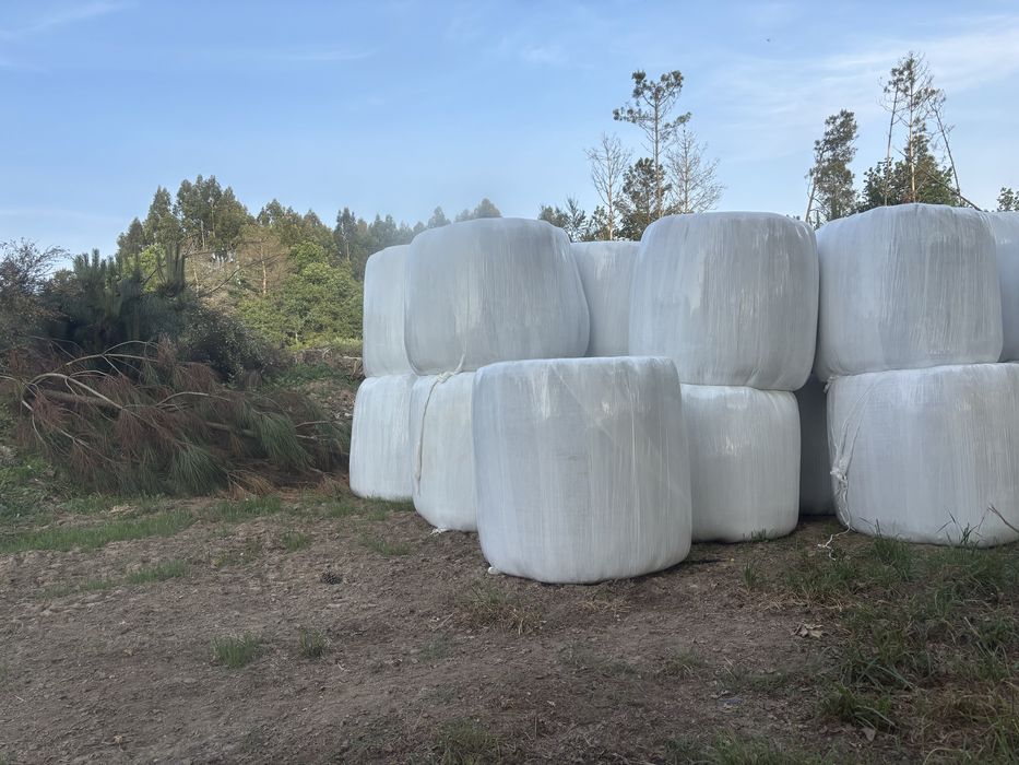 Rolos de feno cilagem