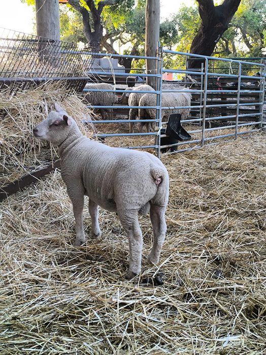 Borregos charroles*texel*merinos