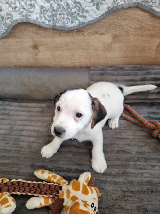 Jack Russel terrier
