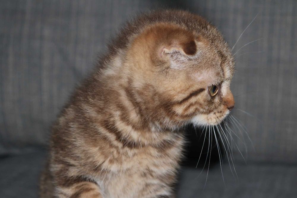 gatinho scottish fold golden brown